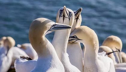 开云官网首页-FPX新中单加入国家集训队，fpx战队新中单